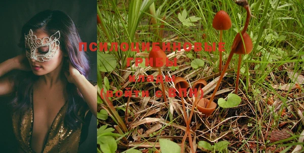 PSILOCYBIN Абдулино