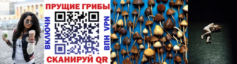 Галлюциногенные грибы Psilocybe  купить закладку  Разумное 